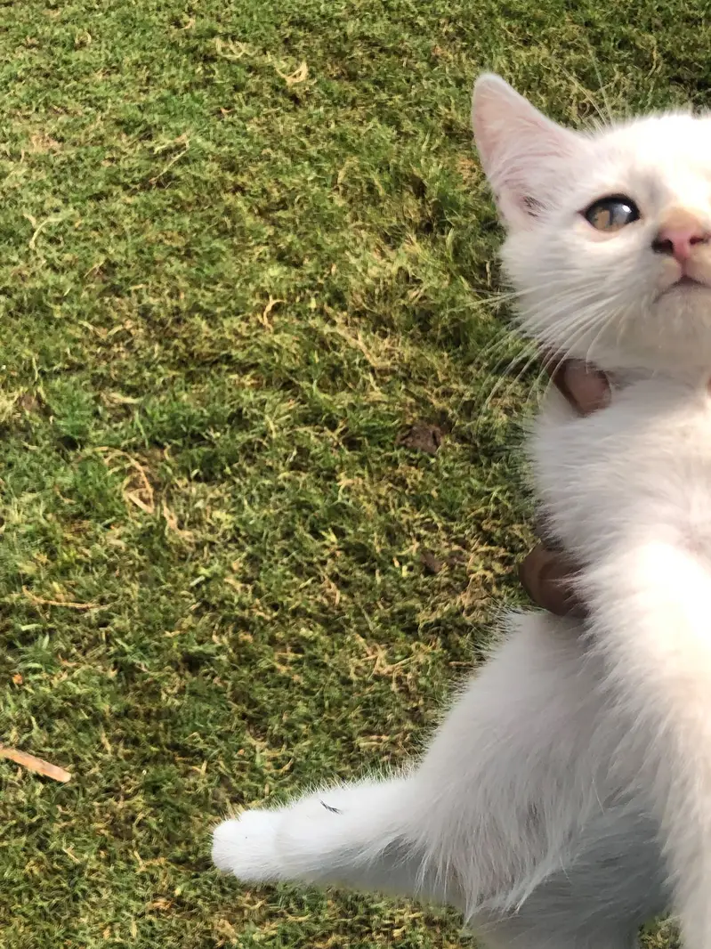Three Female White Persian Kittens in Gujrat — photo 2
