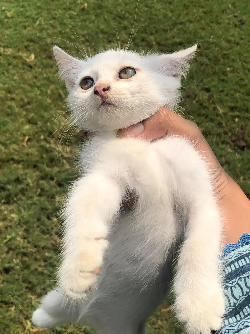 Three Female White Persian Kittens in Gujrat — photo 3
