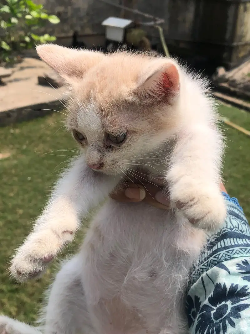 Three Female White Persian Kittens in Gujrat — photo 4