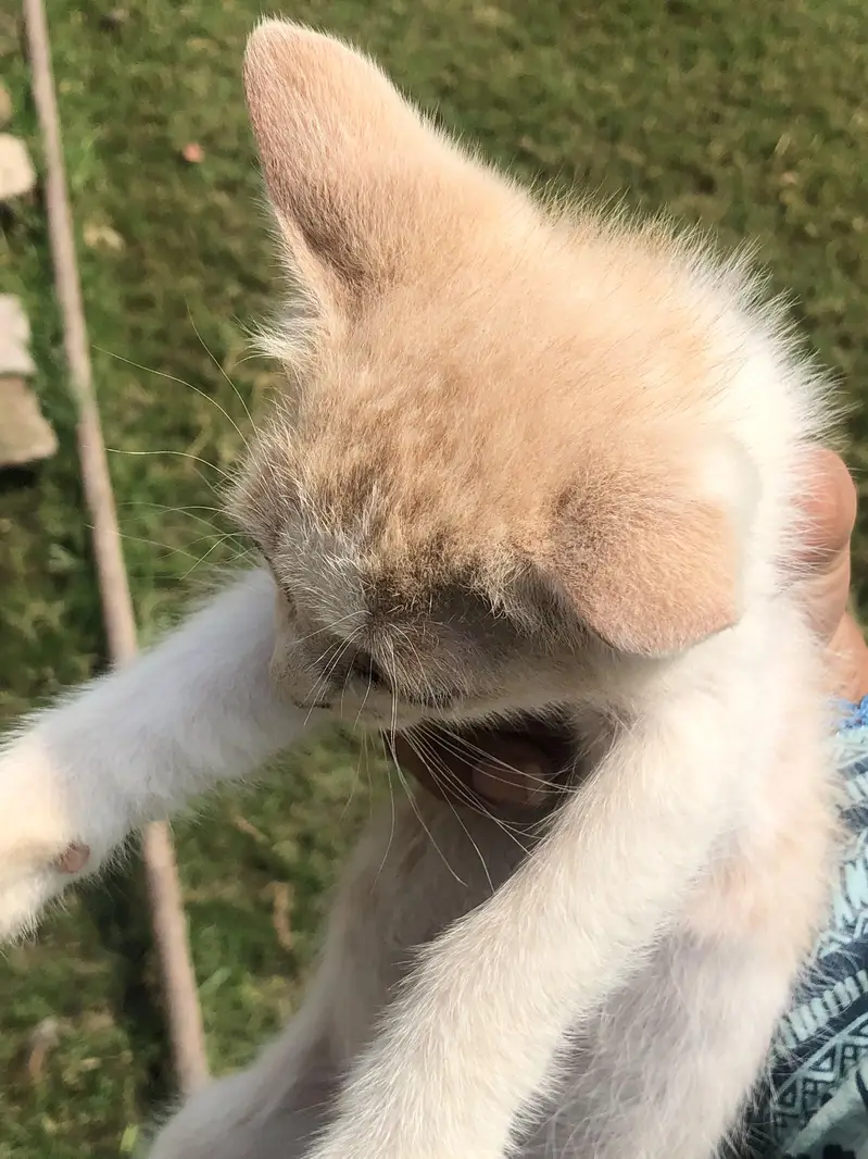 Three Female White Persian Kittens in Gujrat — photo 5