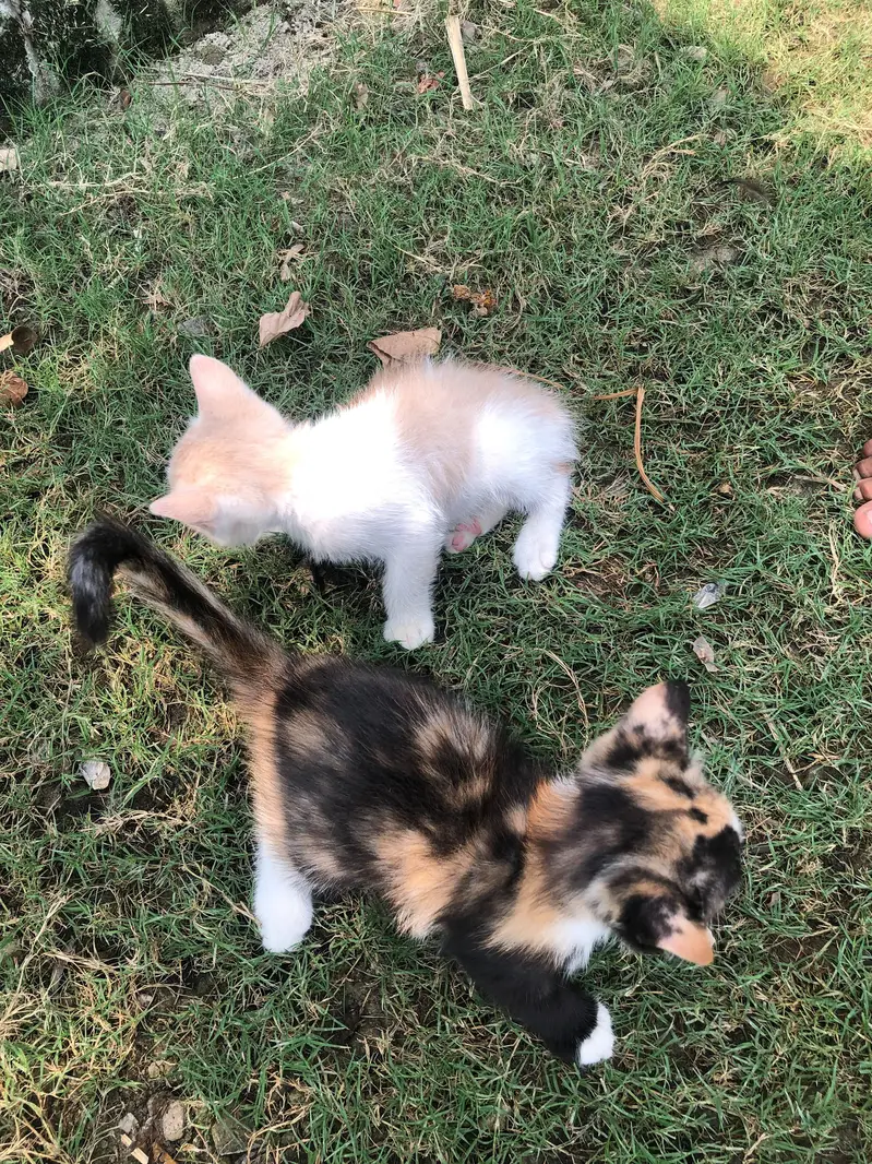 Three Female White Persian Kittens in Gujrat — photo 7