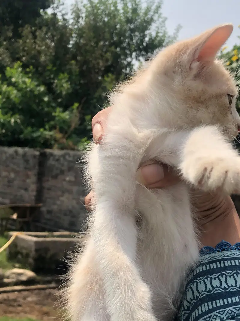 Three Female White Persian Kittens in Gujrat — photo 8