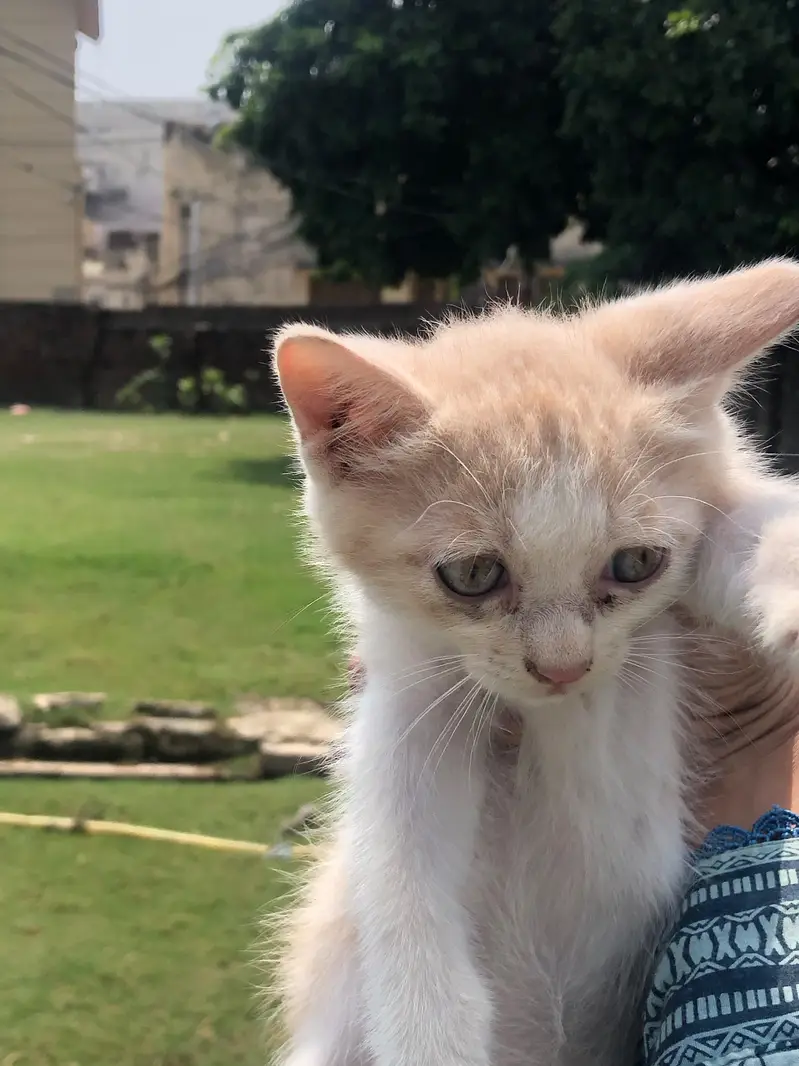 Three Female White Persian Kittens in Gujrat — photo 9