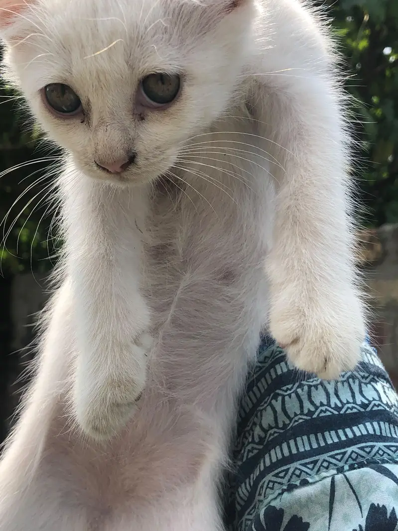 Three Female White Persian Kittens in Gujrat — photo 10