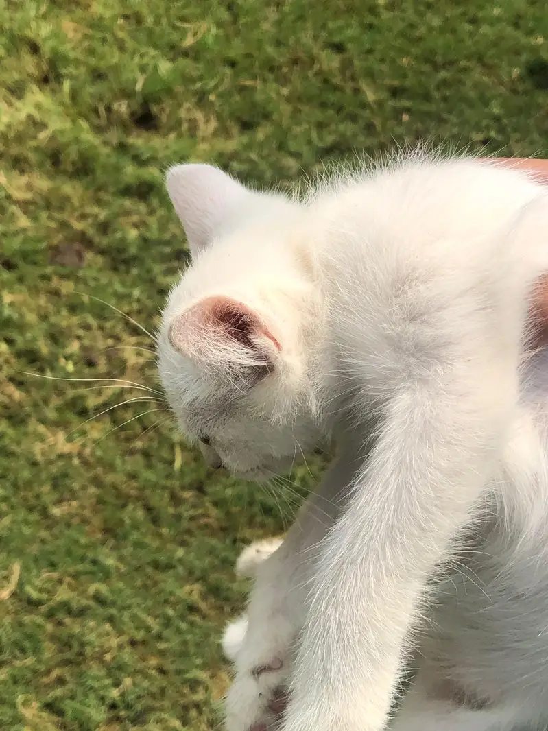 Three Female White Persian Kittens in Gujrat — photo 11
