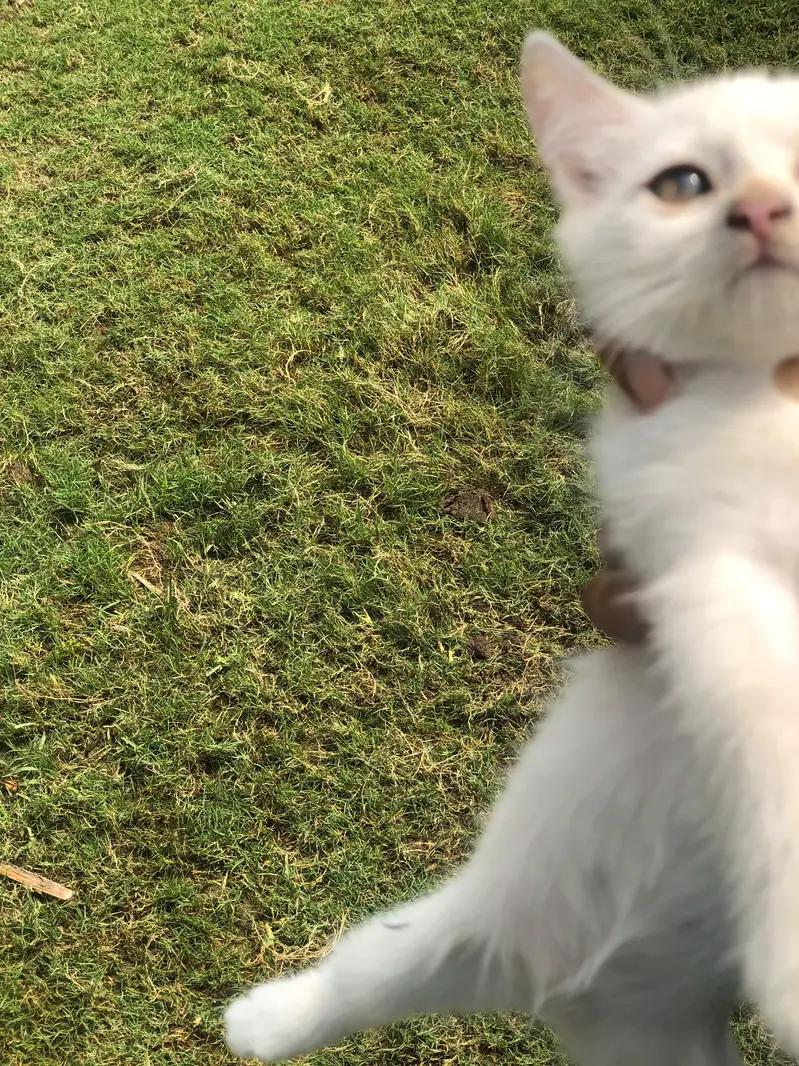 Three Female White Persian Kittens in Gujrat — photo 12