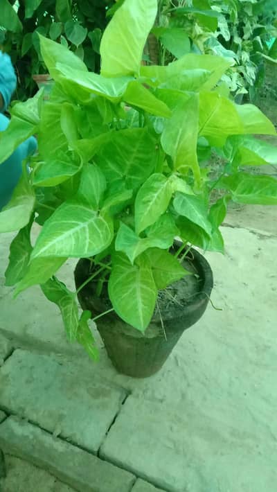 money plant sygonium
