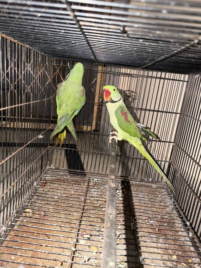 Raw breeder pair for sale location lahore raw parrots