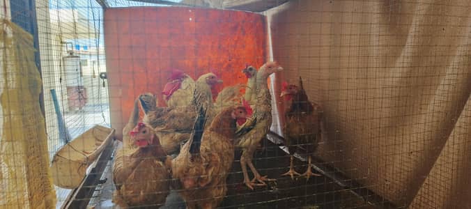 hens and roasters for sale