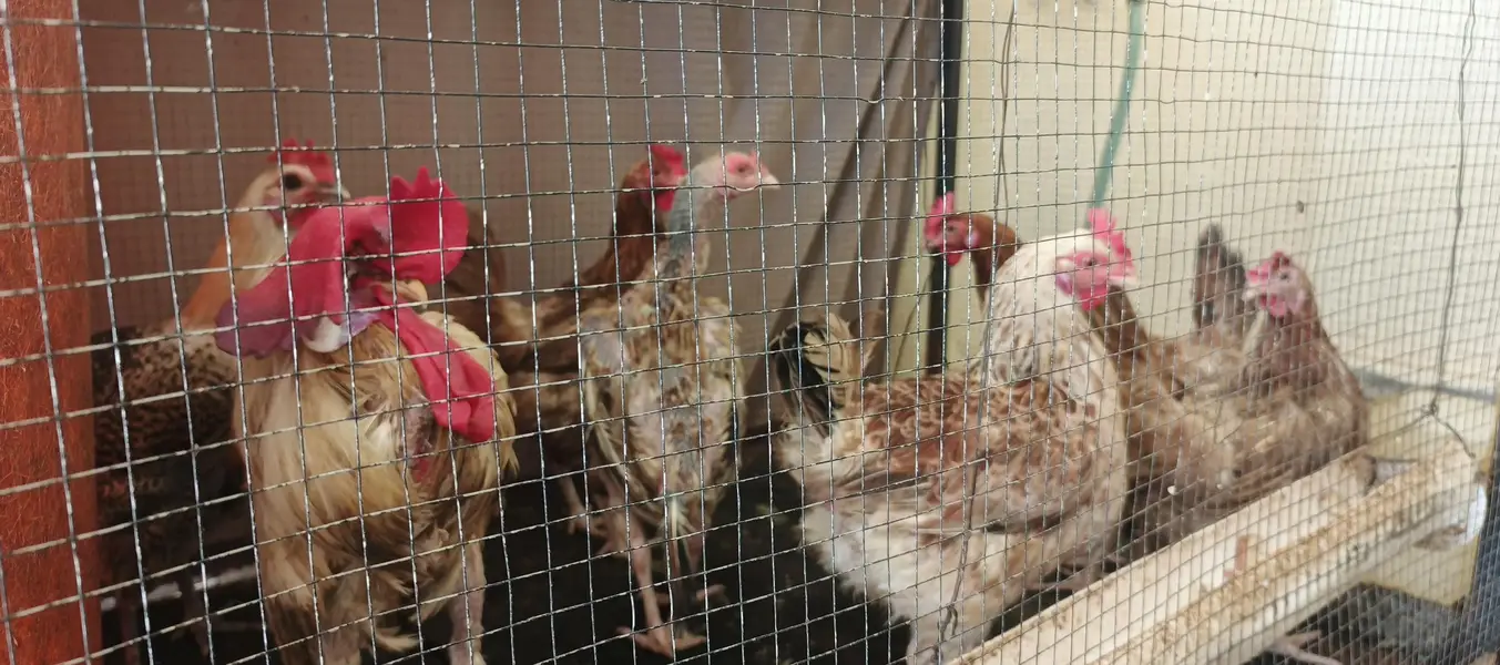 hens and roasters for sale — photo 2