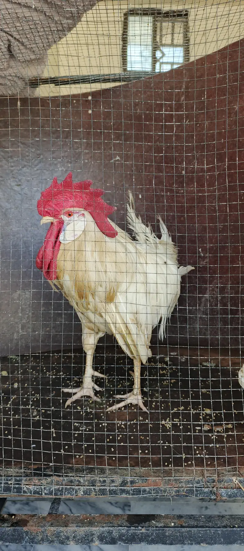 hens and roasters for sale — photo 3
