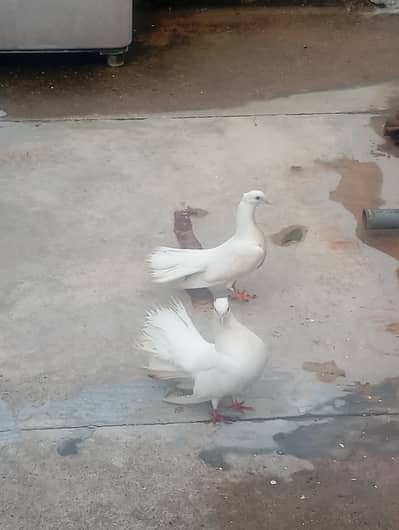 Beautiful pigeon for sale.