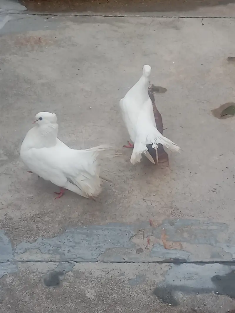 Beautiful pigeon for sale. — photo 2