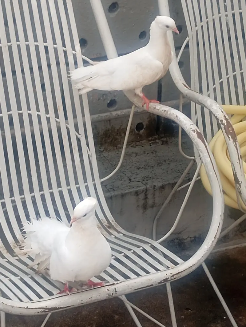 Beautiful pigeon for sale. — photo 3