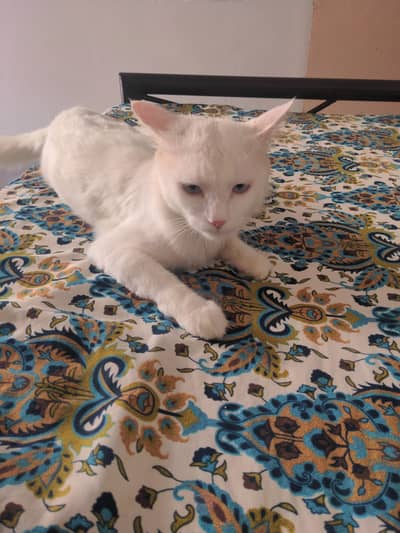 Cat For Sell