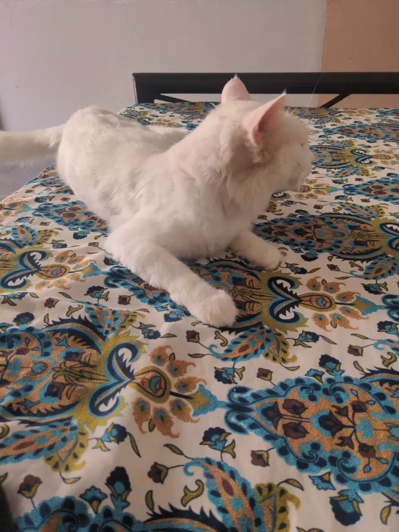 Cat For Sell — photo 2