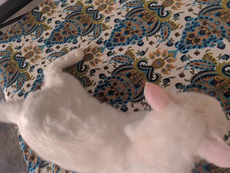 Cat For Sell — photo 3
