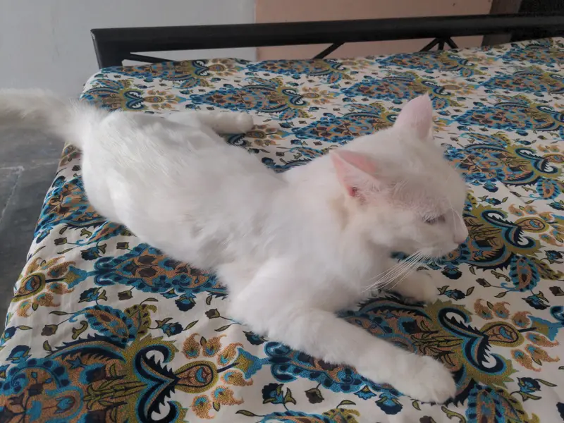 Cat For Sell — photo 4