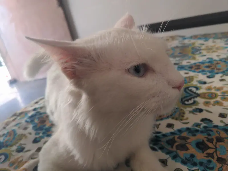 Cat For Sell — photo 5