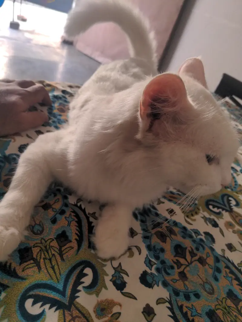 Cat For Sell — photo 6