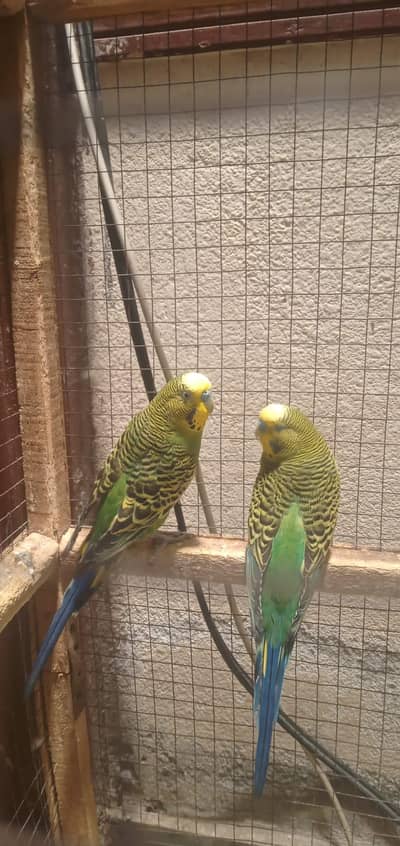 parrots