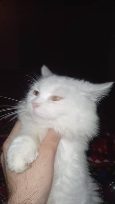 Persian cat for sale