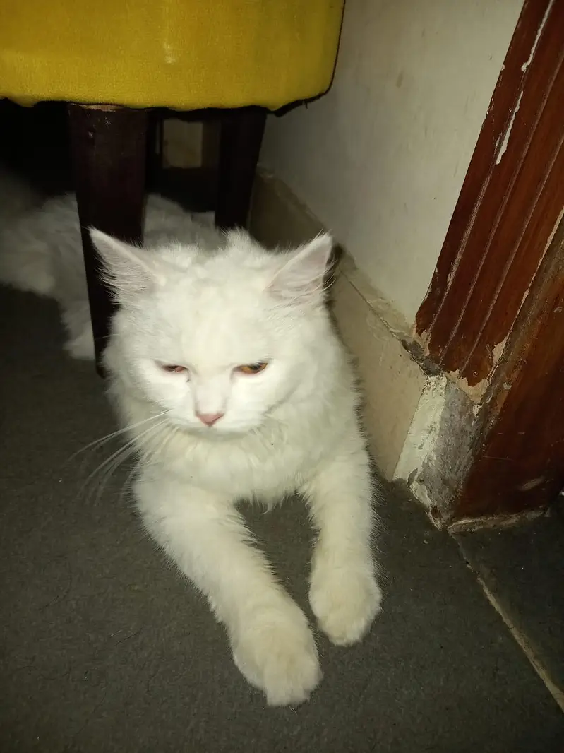 Persian cat for sale — photo 2