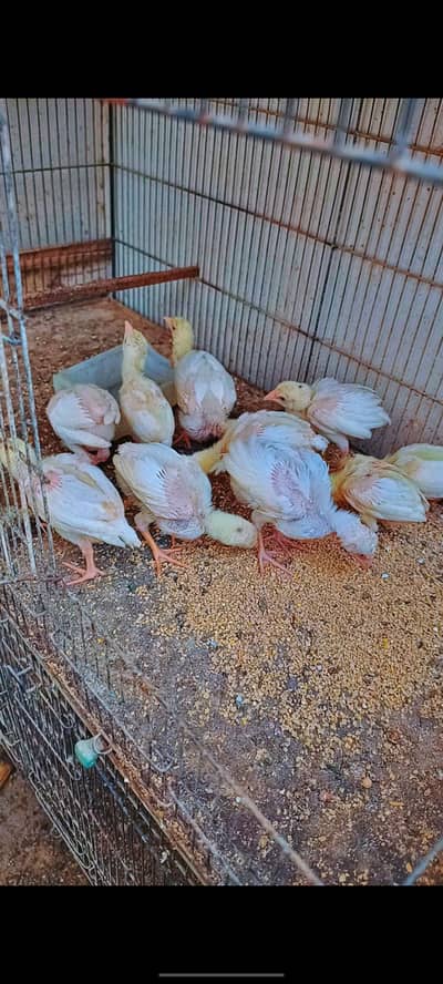 Aseel heera qandhari chicks