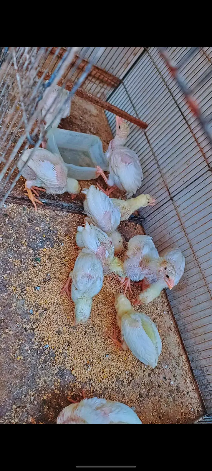 Aseel heera qandhari chicks — photo 2
