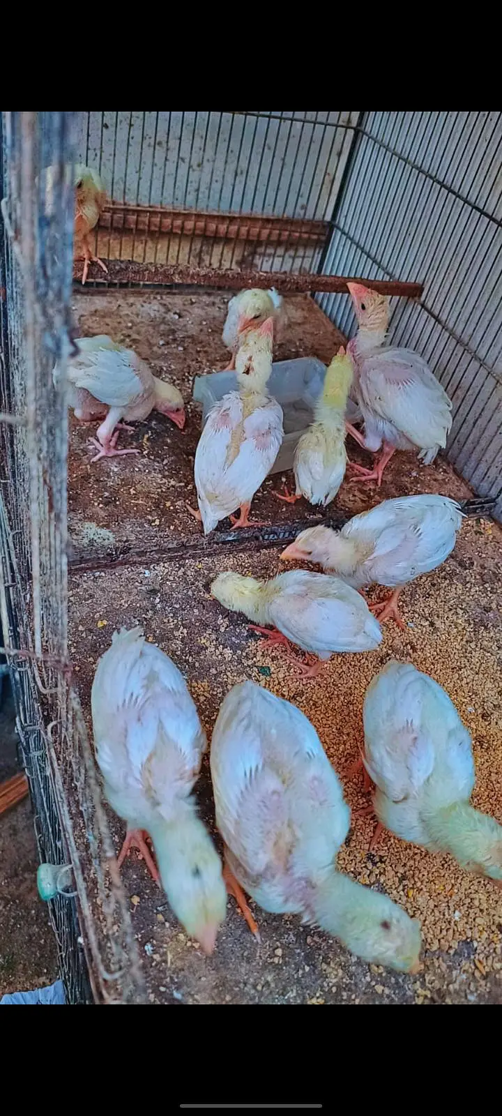 Aseel heera qandhari chicks — photo 3