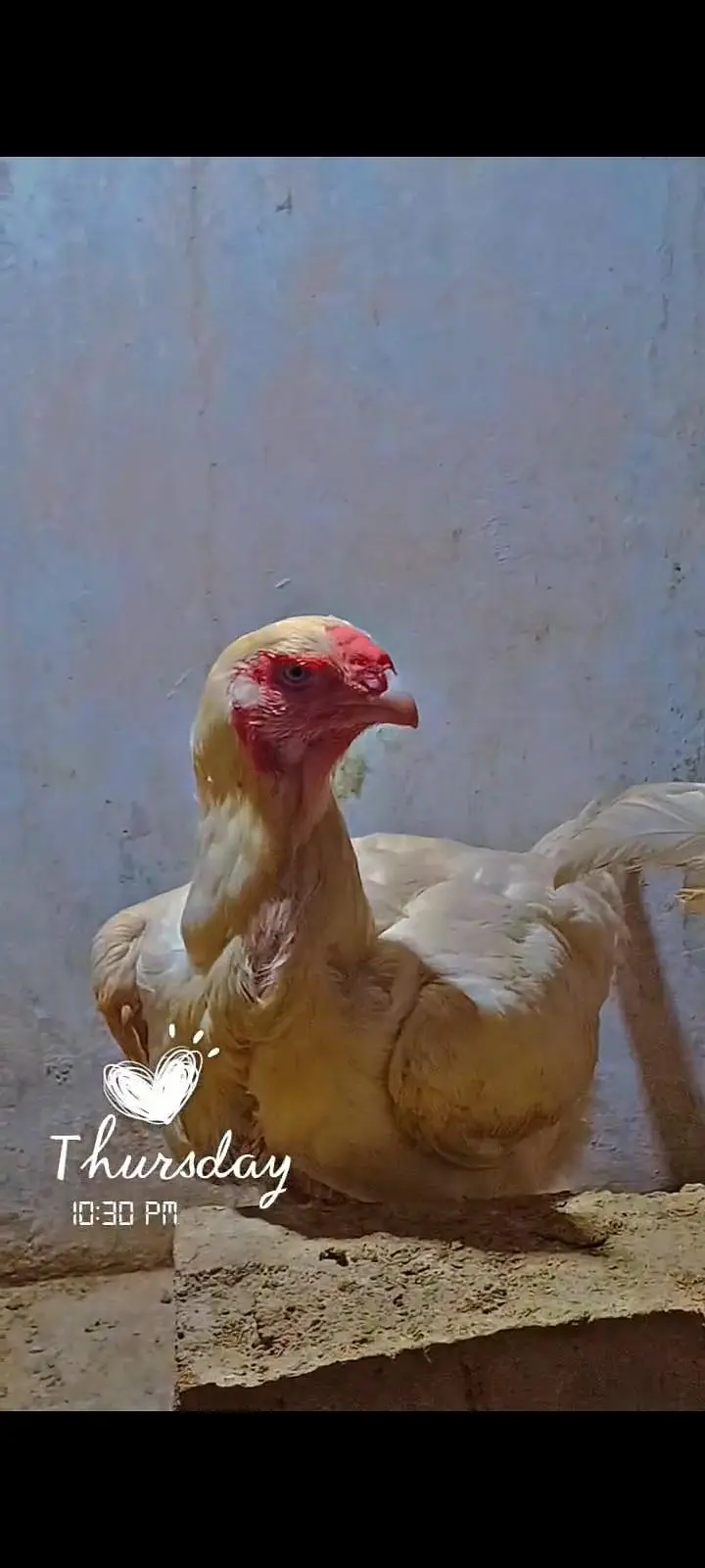 Aseel heera qandhari chicks — photo 4
