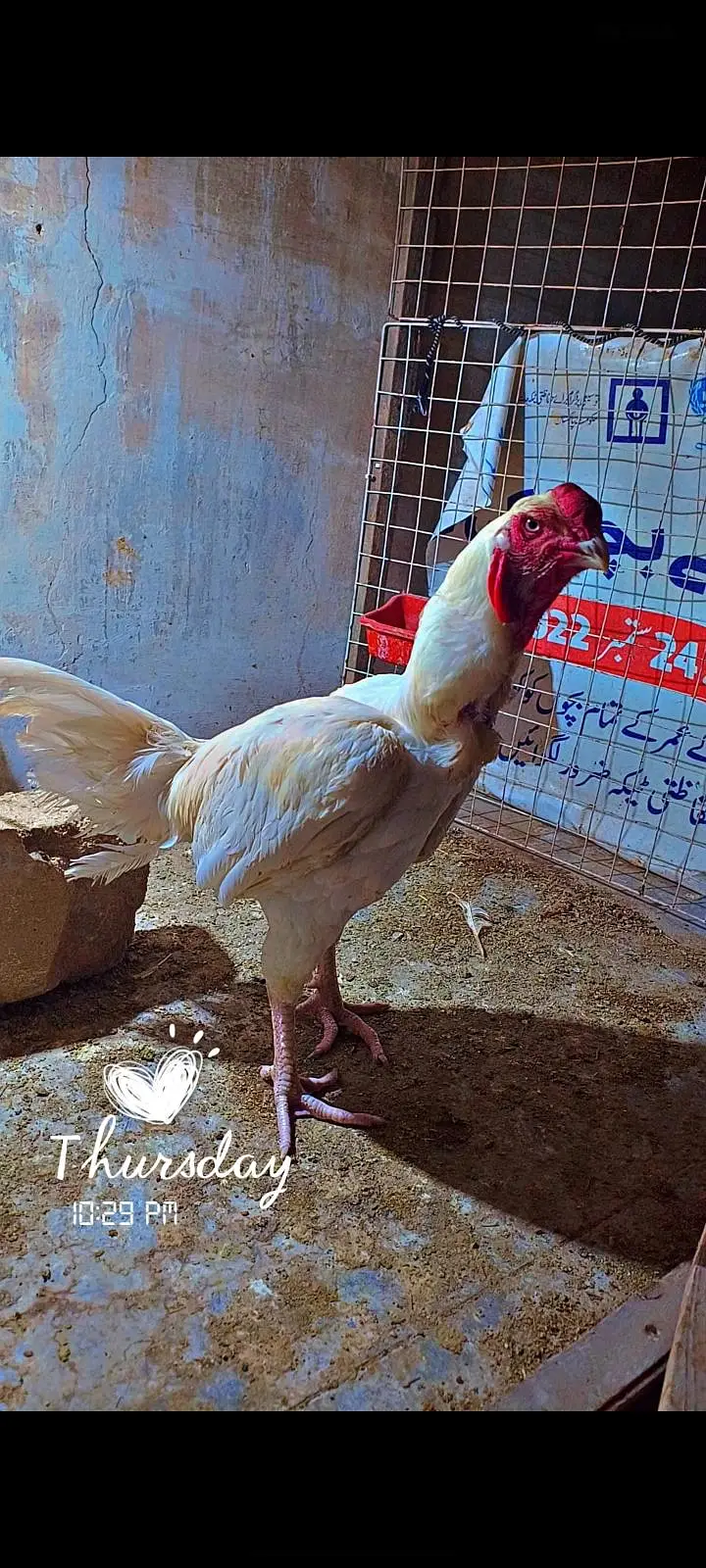 Aseel heera qandhari chicks — photo 5