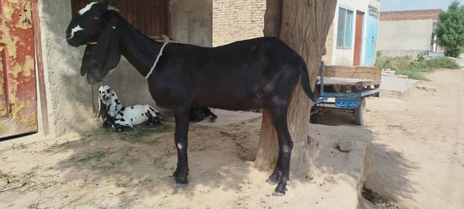 خوبصورت بکری + 2 مادہ بچے فروخت کے لیے | Healthy Goats