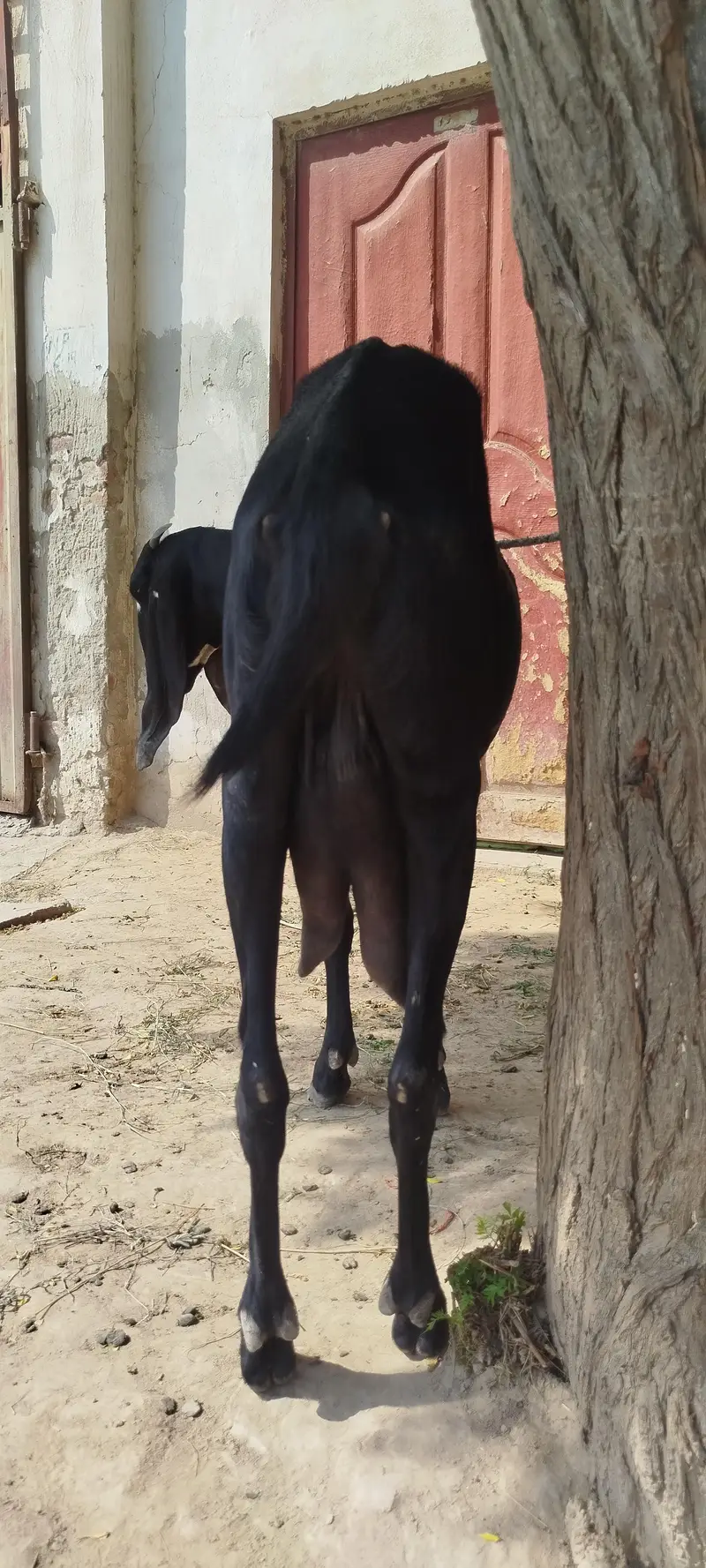 خوبصورت بکری + 2 مادہ بچے فروخت کے لیے | Healthy Goats — photo 2