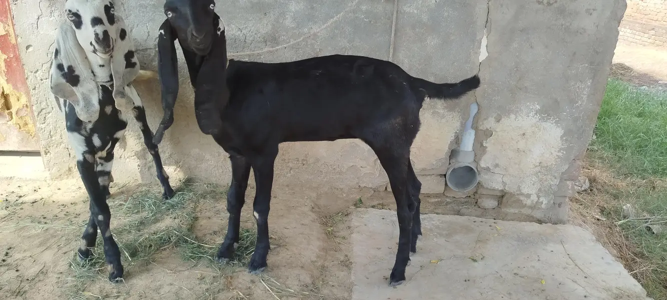 خوبصورت بکری + 2 مادہ بچے فروخت کے لیے | Healthy Goats — photo 3