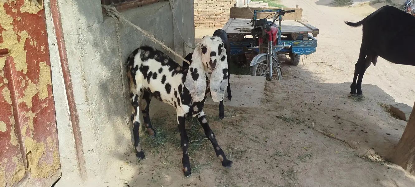 خوبصورت بکری + 2 مادہ بچے فروخت کے لیے | Healthy Goats — photo 4