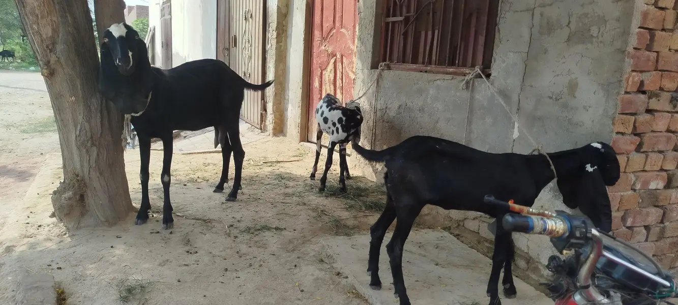 خوبصورت بکری + 2 مادہ بچے فروخت کے لیے | Healthy Goats — photo 5