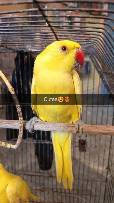Yellow ringnack parrott pair