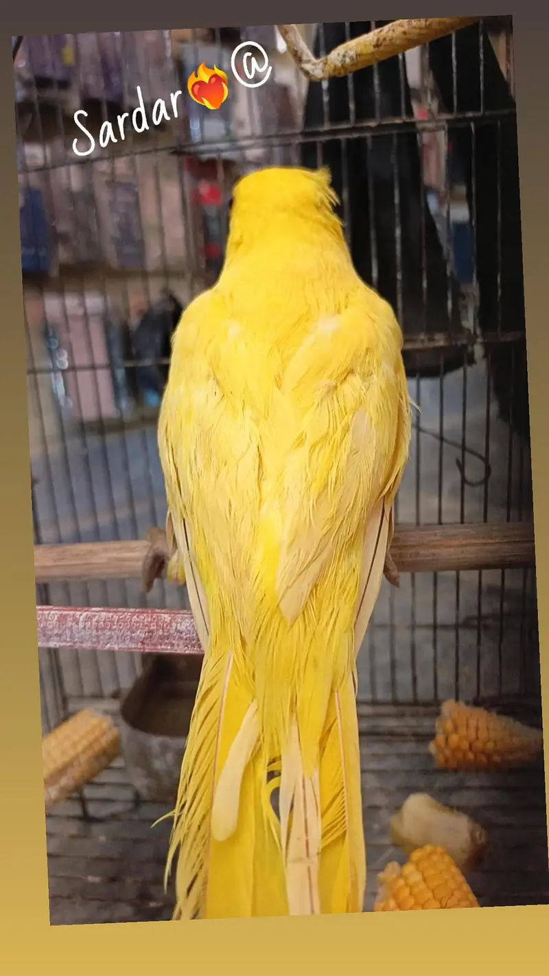 Yellow ringnack parrott pair — photo 2