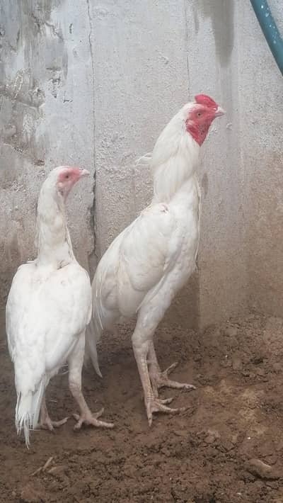 100% pure white Miyawali Heara pair