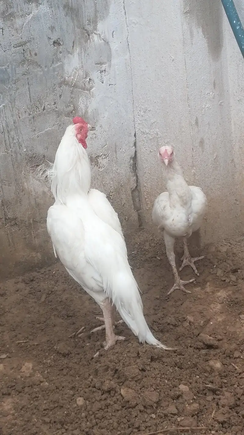100% pure white Miyawali Heara pair — photo 2