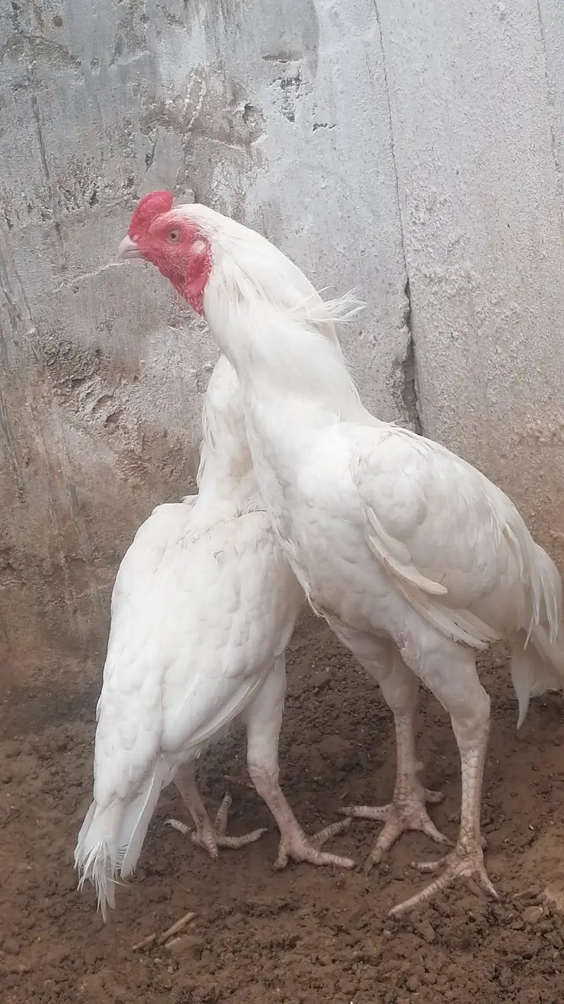 100% pure white Miyawali Heara pair — photo 3