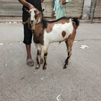 Teda bakra chatra