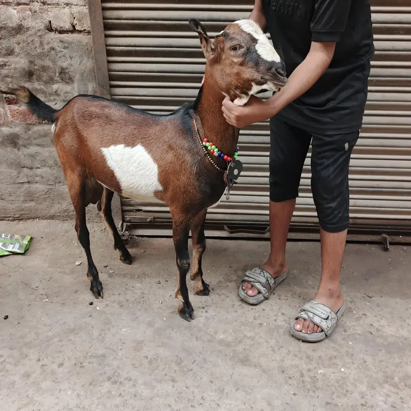 Teda bakra chatra — photo 2