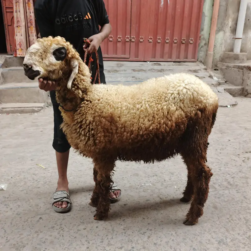 Teda bakra chatra — photo 3