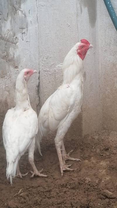 r sale lny wala bnda rbta kry wtsup numbr 03107886999