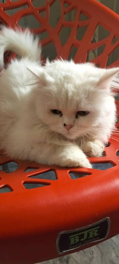 Beautiful White Persian cat for sel