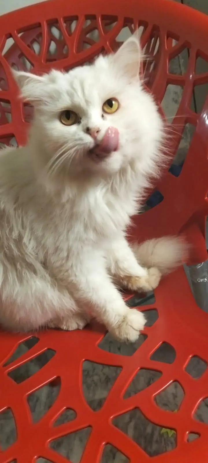 Beautiful White Persian cat for sel — photo 2