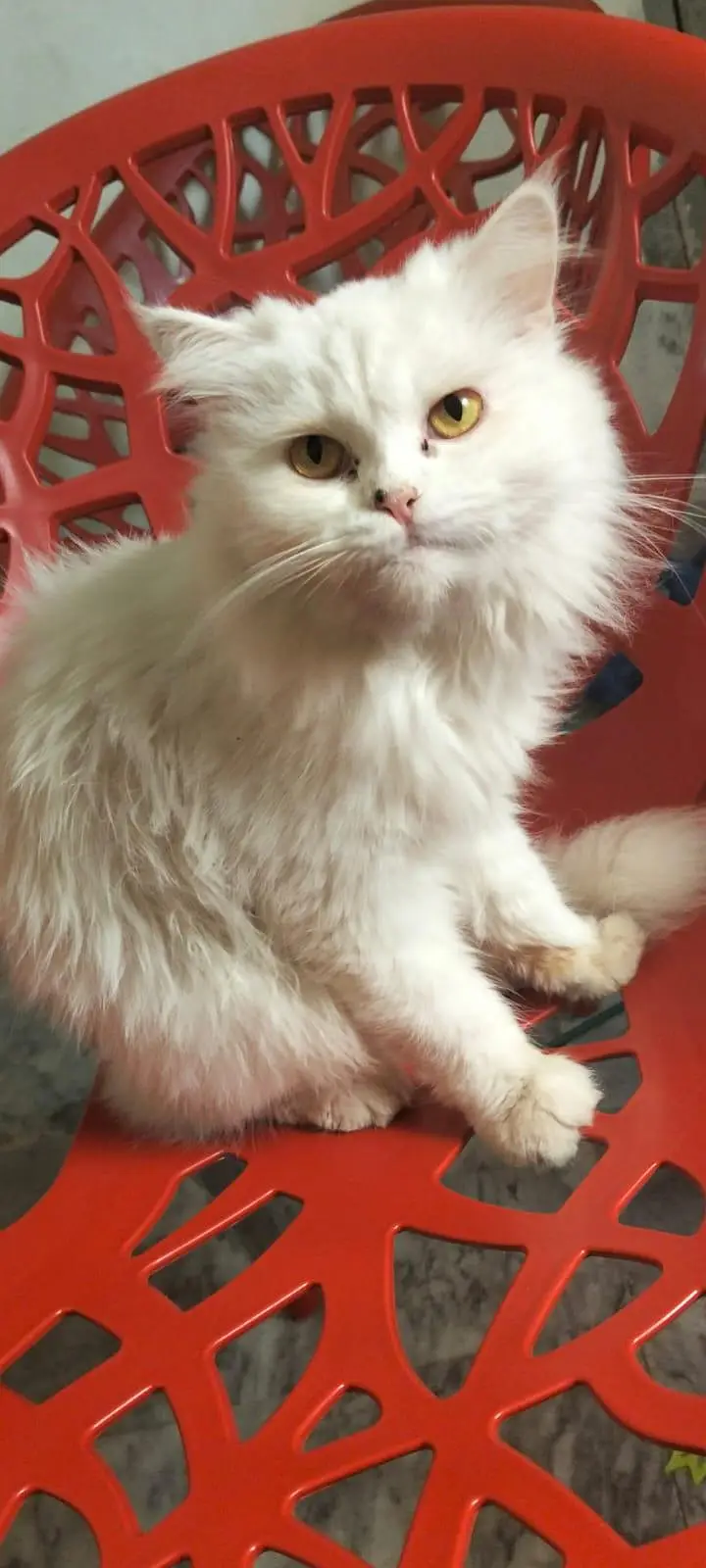 Beautiful White Persian cat for sel — photo 3