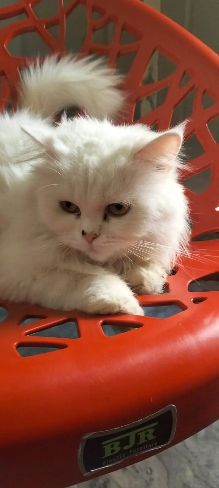 Beautiful White Persian cat for sel — photo 4